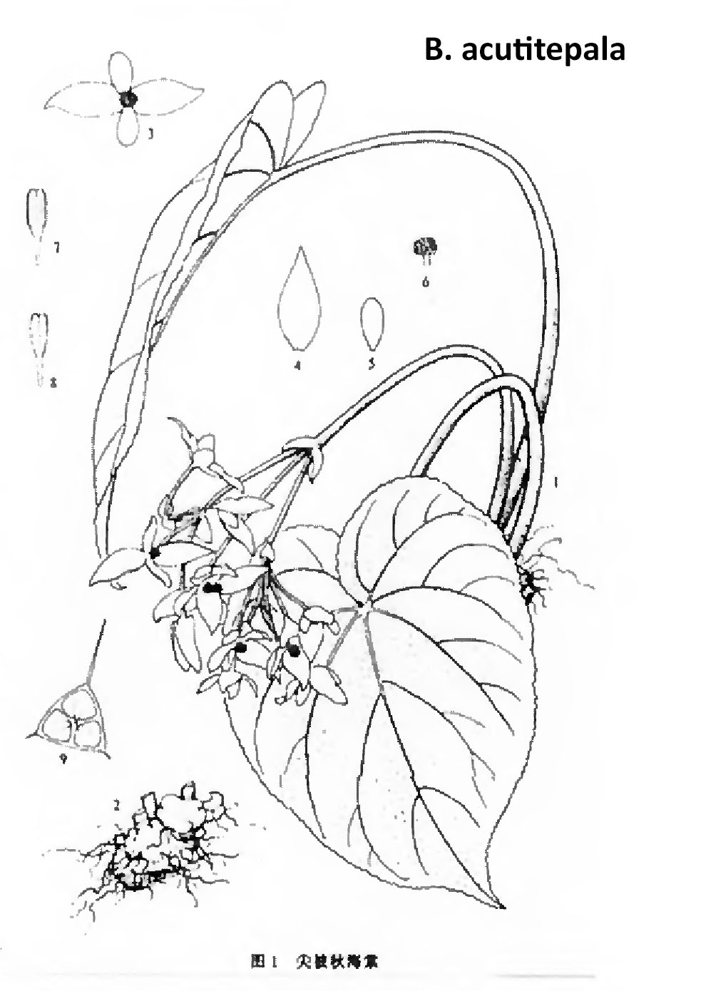 B. acutitepala